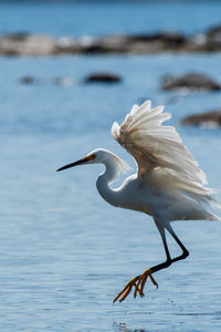 Close-up of birds in lake