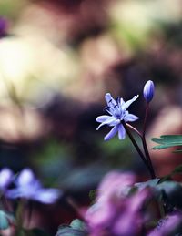 Close-up of purple flowers blooming outdoors