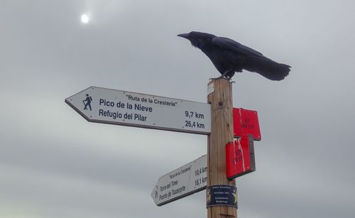 Low angle view of bird perching on sign