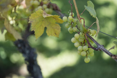 Bunches of grapes in the sunlight