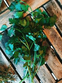 High angle view of potted plants on table