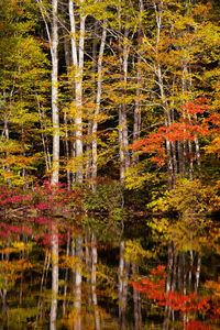 Trees by lake in forest during autumn