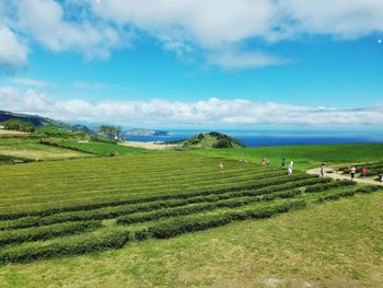 Tea plantation