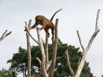Low angle view of monkey on bare tree