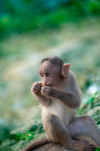 A monkey sitting on a cliff and eating food