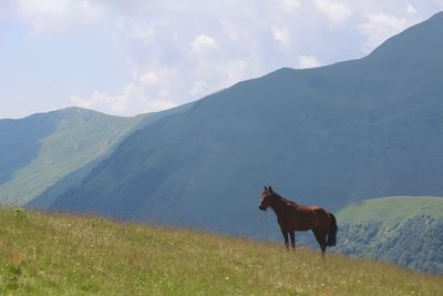 Horse standing in a field