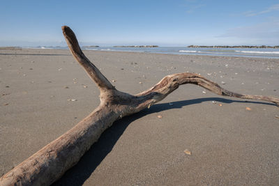 Driftwood on beach