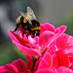 Close-up of insect on pink flower