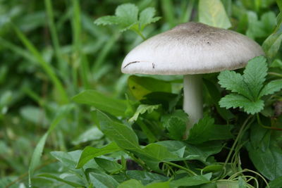 Close-up of mushrooms growing on field