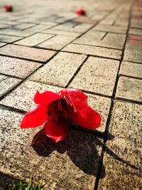 Close-up of red flower