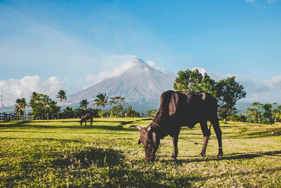 Mt. mayon in full splendor