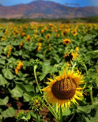 Close-up of yellow flowering plant on field