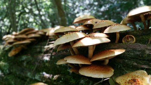 Close-up of mushrooms growing in forest