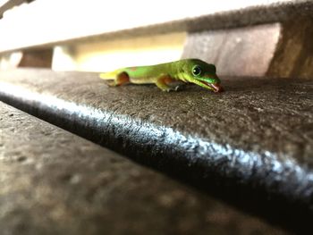 Close-up of lizard