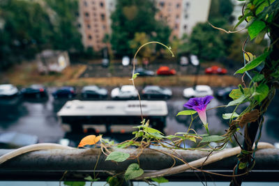 Close-up of flowering plant by car on city street on a rainy day