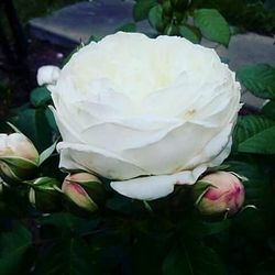 Close-up of flower in water