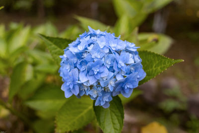 Close-up of purple flowering plant