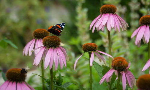 Close-up of honey bee on purple coneflower