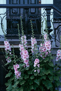Close-up of pink flowering plant against building