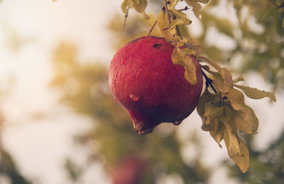 Close-up of fruit on tree