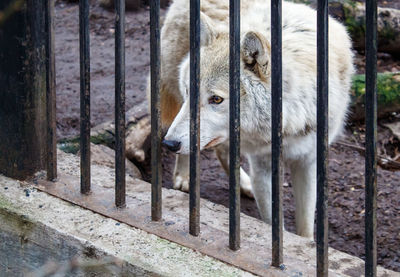 Portrait of dog in cage at zoo