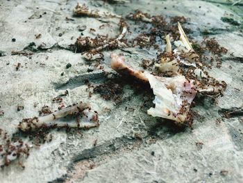 Close-up of crab on ground