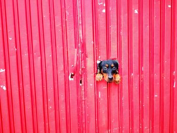 Close-up portrait of dog