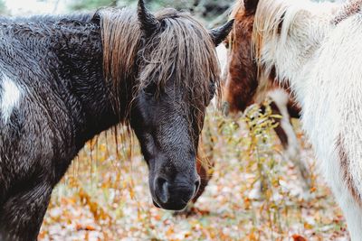 Close-up of a horse