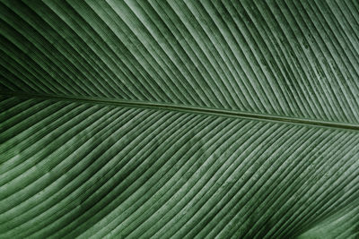 Full frame shot of palm leaf