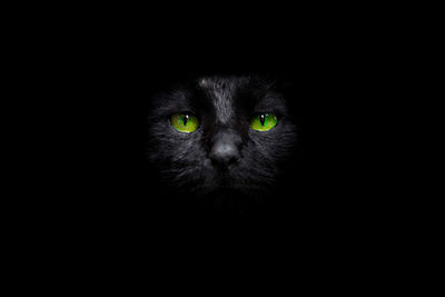 Close-up portrait of a cat