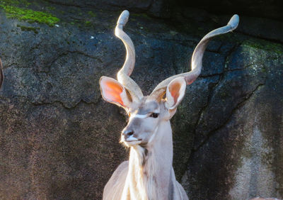 Deer in a tree