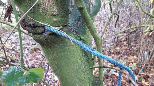 Close-up of lizard on tree