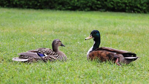 Mallard ducks on grass