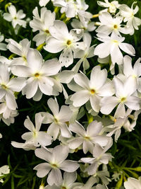 Close-up of white flowers blooming outdoors
