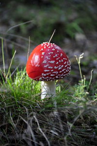 Close-up of fly agaric mushroom on field