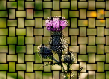 Low angle view of flowers