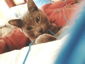 Close-up portrait of cat