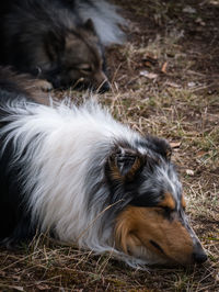 Close-up of dog resting on field