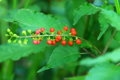 Close-up of red berries growing on plant