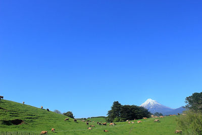 Domestic animals grazing on landscape against clear sky