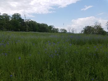 Scenic view of field against sky