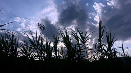 Low angle view of silhouette plants on field against sky