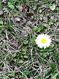 White flowers blooming in park