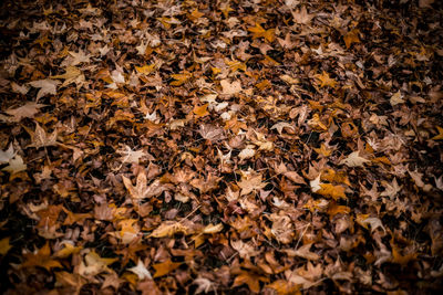 Full frame shot of autumn leaves