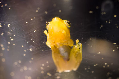 Close-up of yellow leaf in water