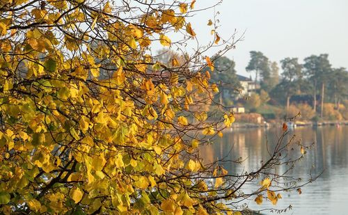 Tree by plants against sky during autumn