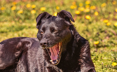 Close-up portrait of black dog on field