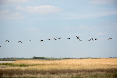 Birds flying over field against sky