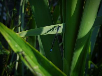 Close-up of grass