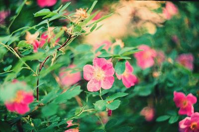 Close-up of pink flowers blooming outdoors